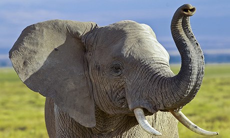 Big Elephant Image