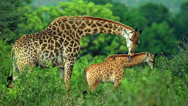 Big Giraffe Image