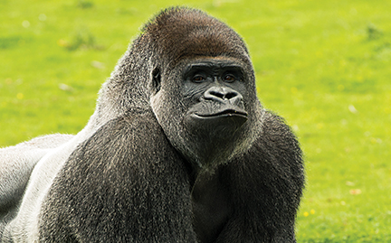 Big Gorilla Image