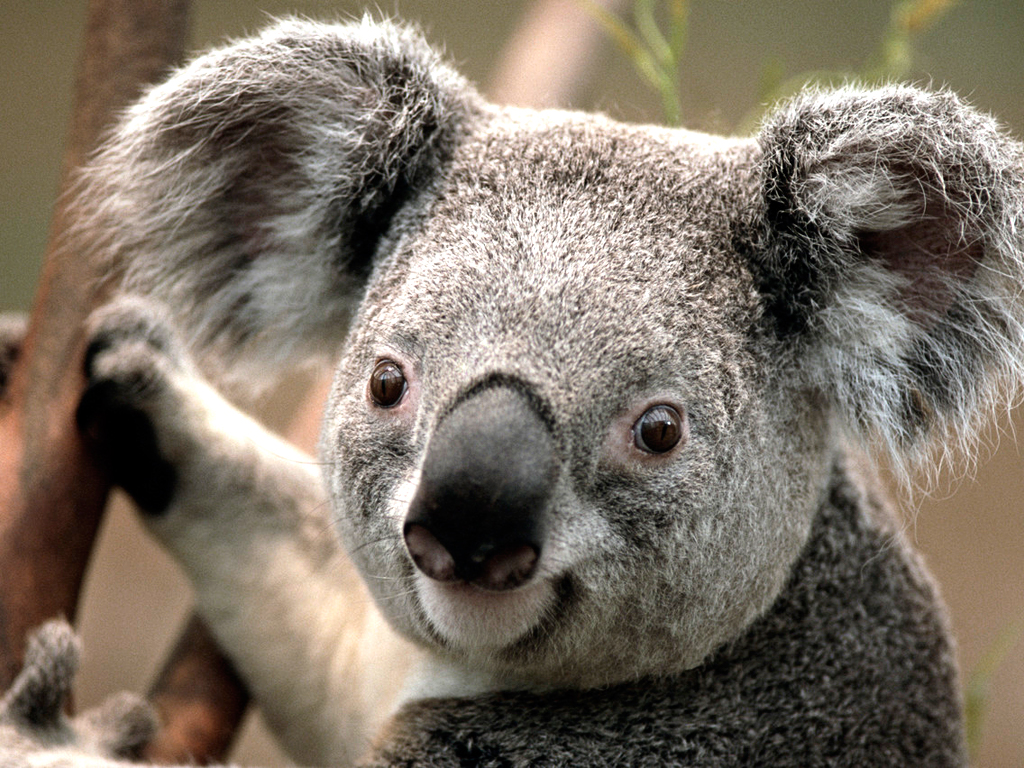 Big Koala Image