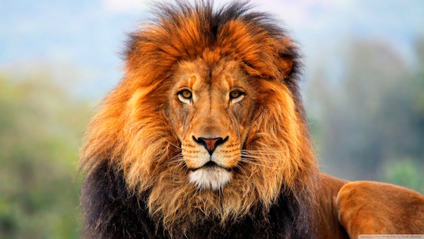 Big Lion Image