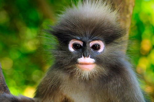 Big Monkey Image