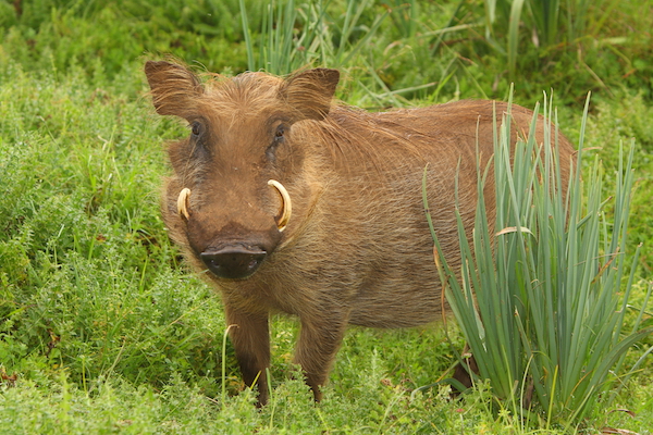 Big Warthog Image